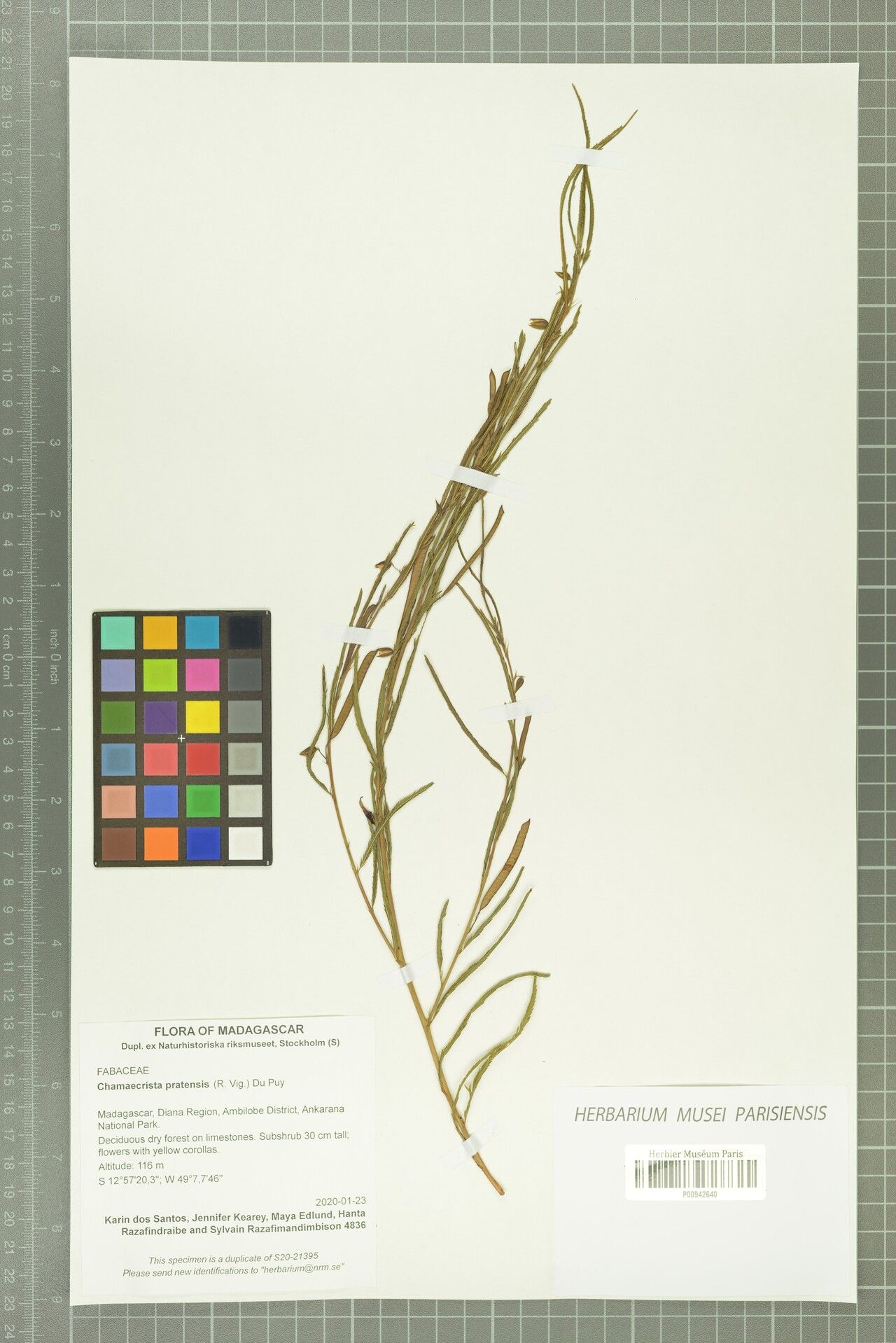 Chamaecrista pratensis — houseplant care guide
