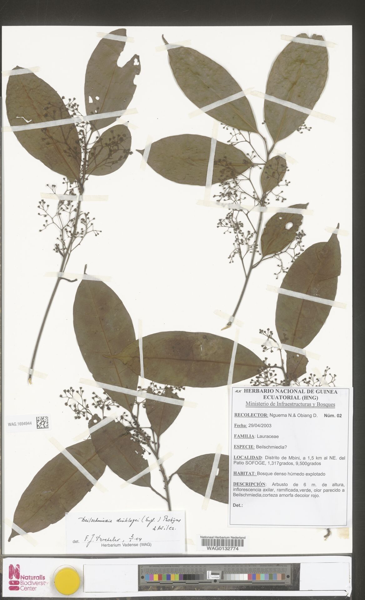 Beilschmiedia dinklagei — houseplant care guide