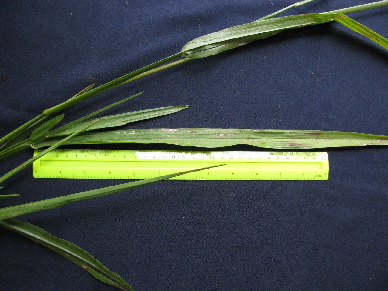 Axonopus micay other