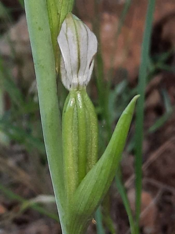 Ophrys apifera fruit