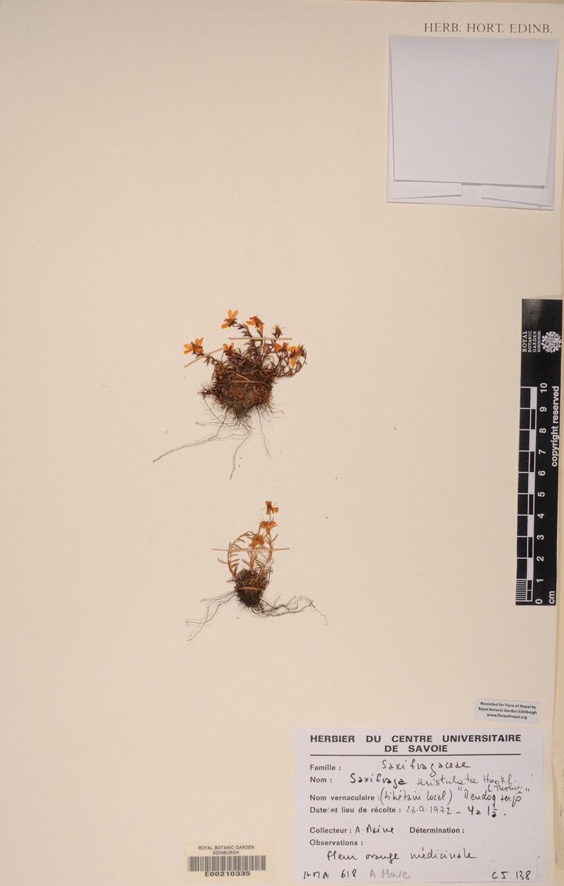 Saxifraga aristulata other