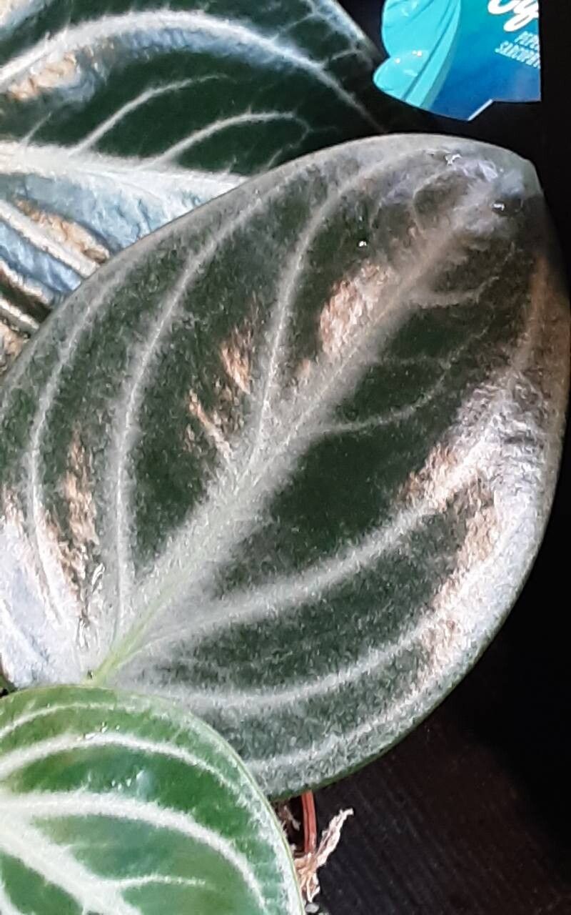 Peperomia pseudovariegata — houseplant care guide