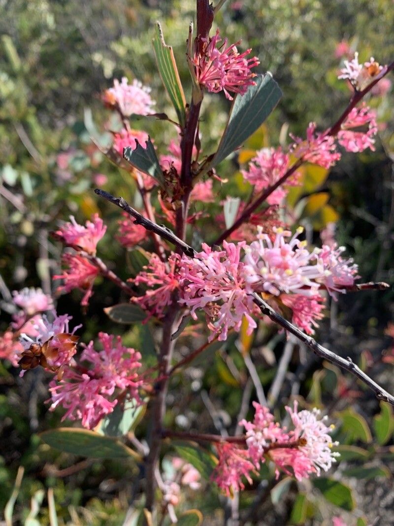 Hakea neurophylla — search result for 'Hakea'