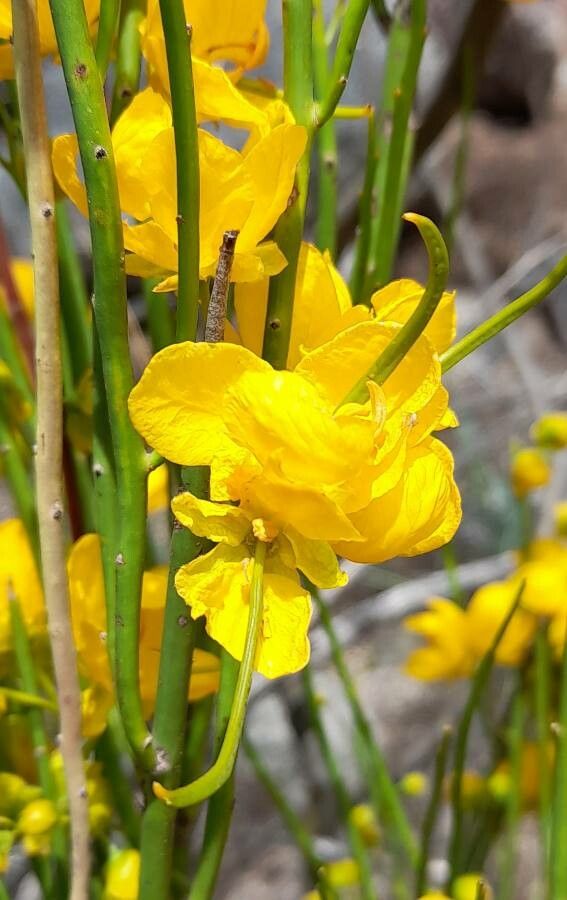 Senna aphylla — search result for 'Senna'