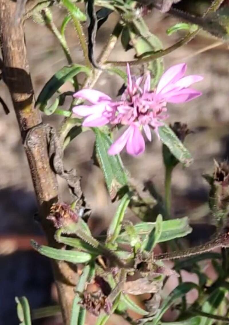 Palafoxia sphacelata — houseplant care guide