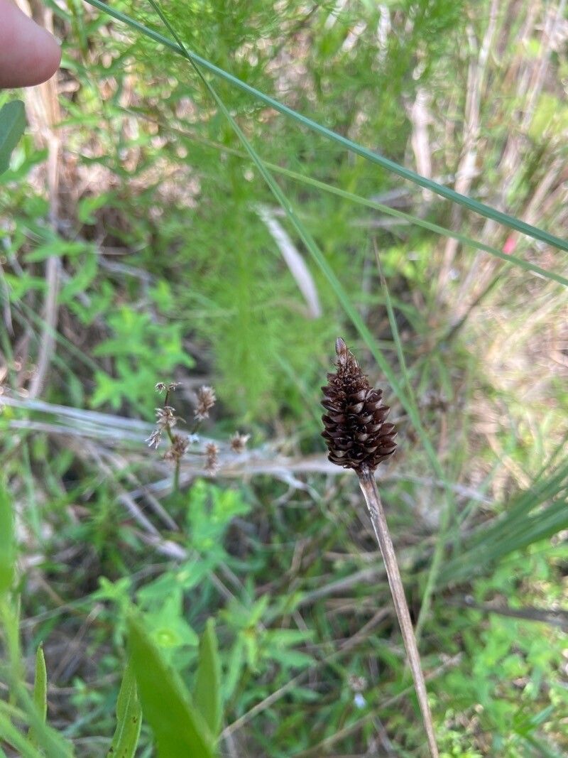 Xyris laxifolia fruit