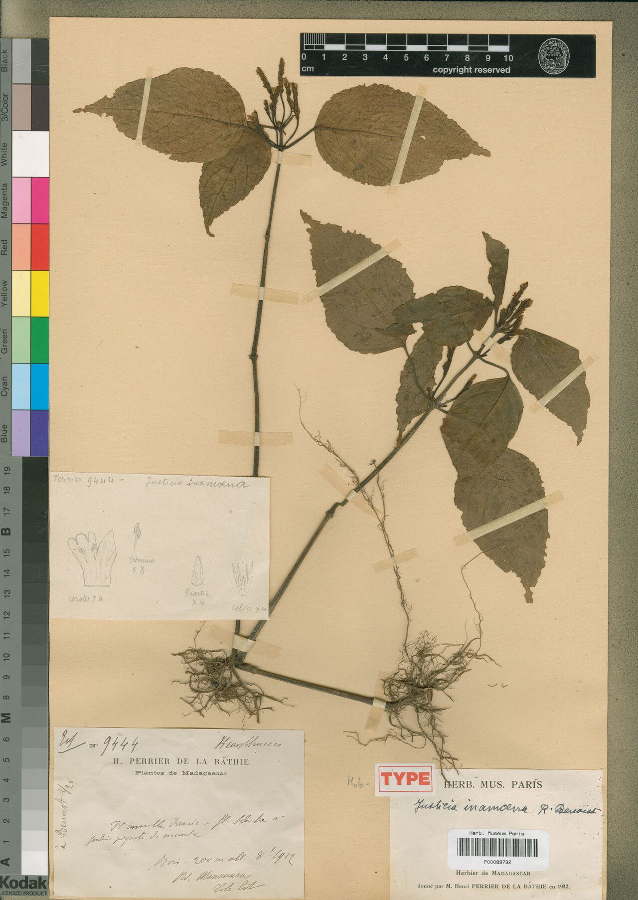 Justicia inamoena — houseplant care guide