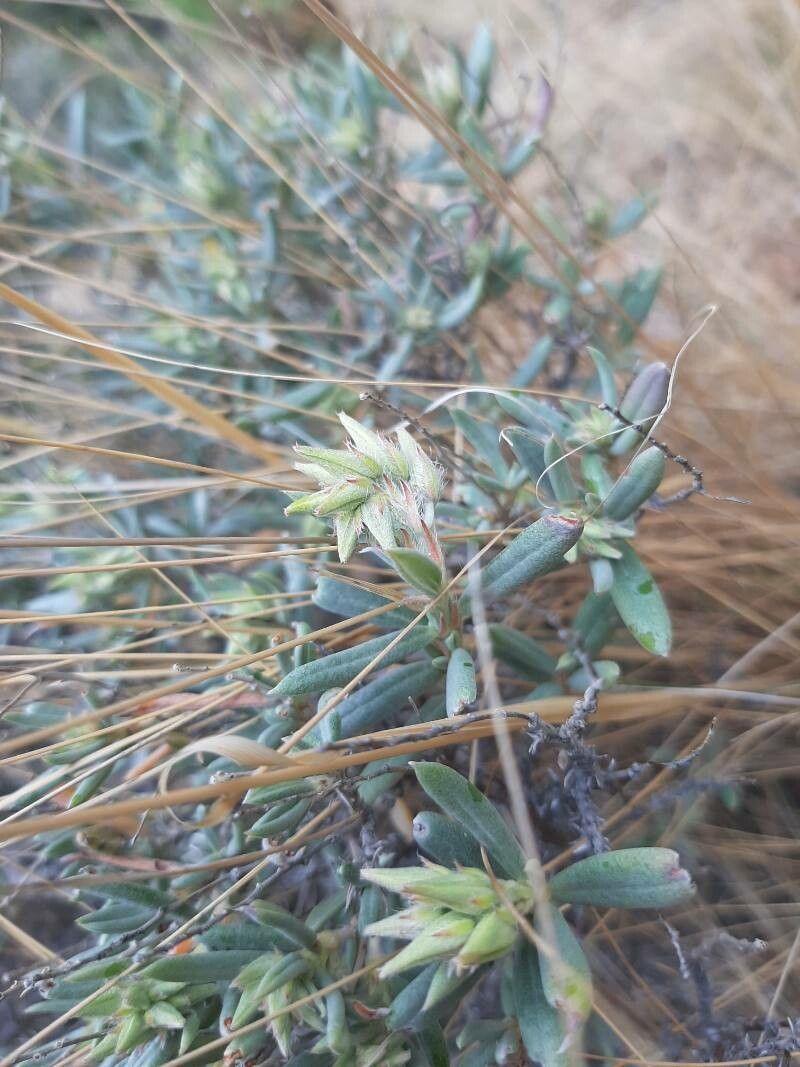 Helianthemum syriacum fruit