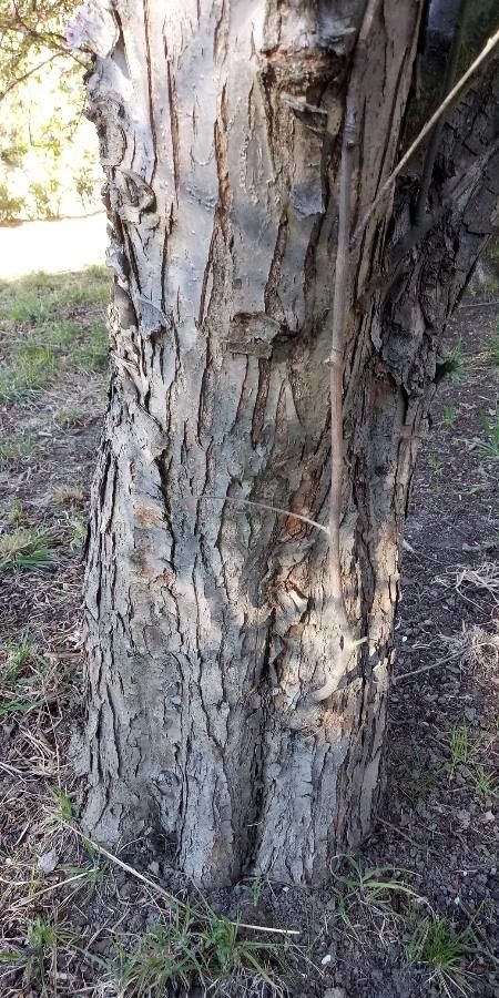 Malus × purpurea bark