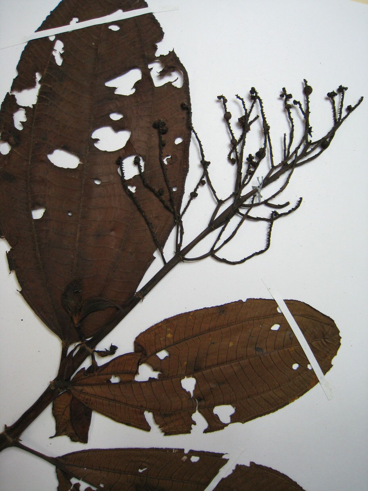 Miconia racemosa — houseplant care guide