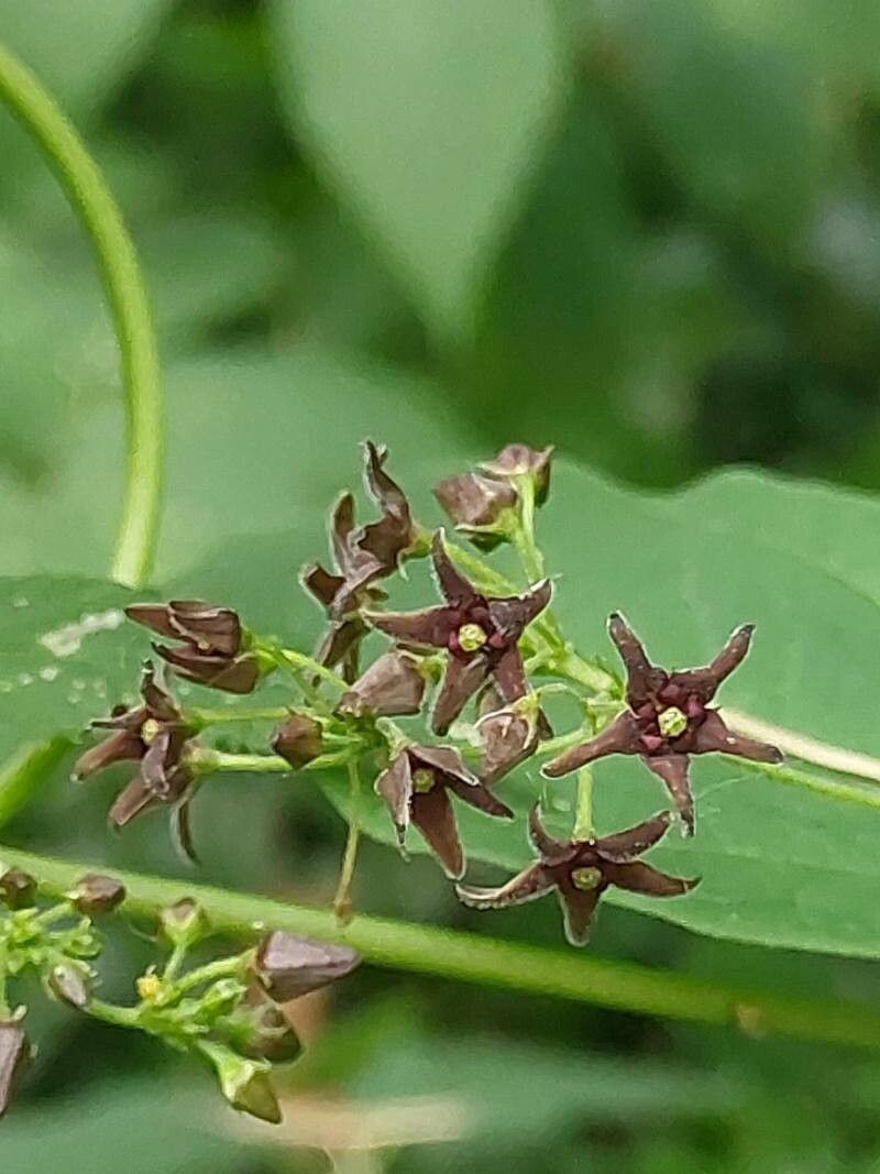 Vincetoxicum rossicum flower