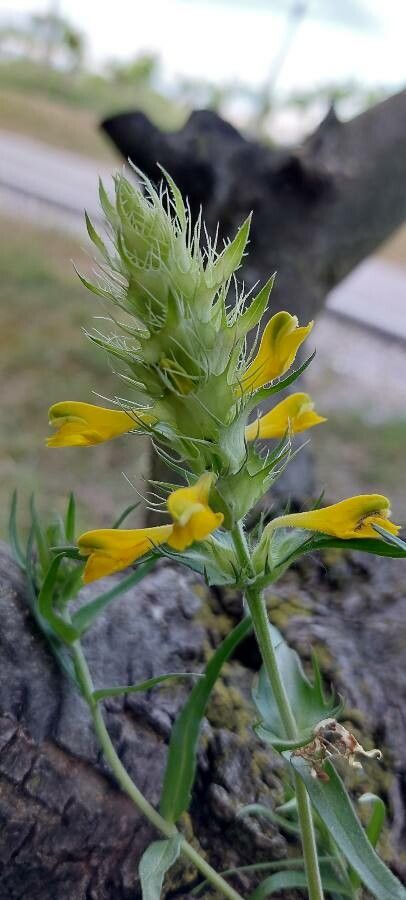 Rhinanthus major other