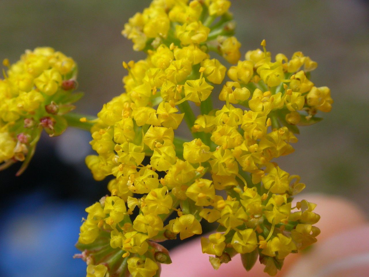 Lomatium cous flower