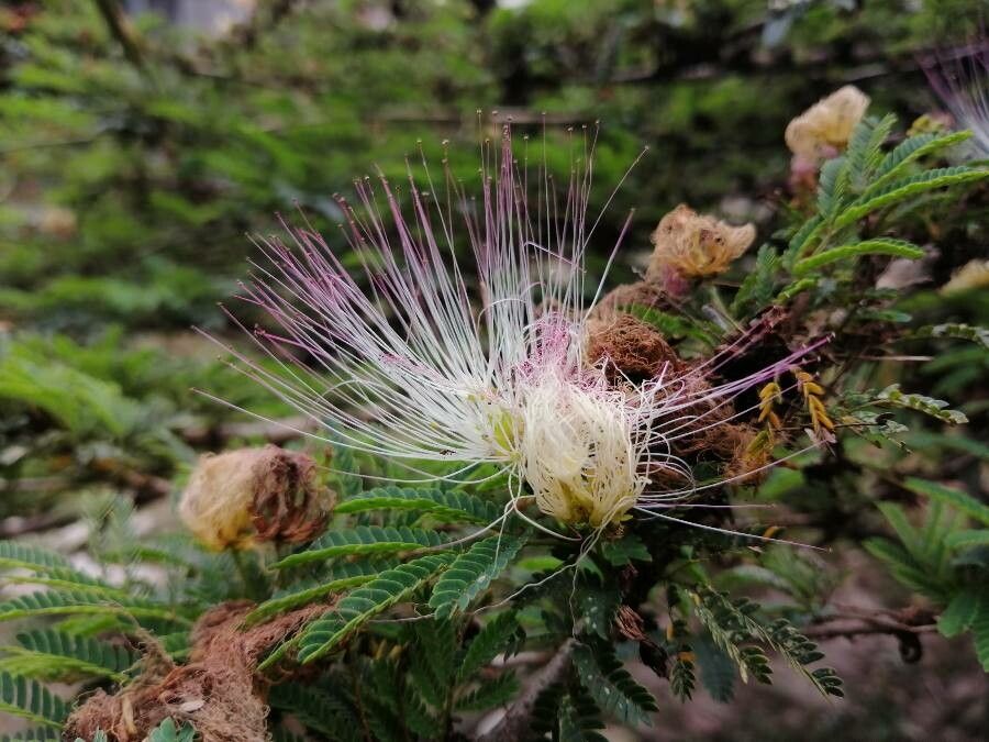 Calliandra calothyrsus flower