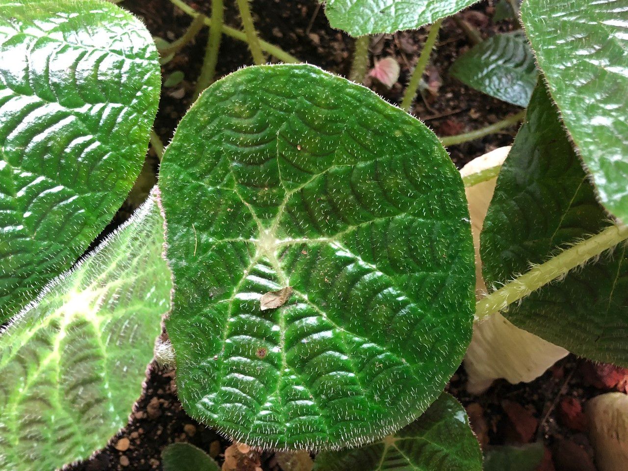 Begonia paulensis leaf