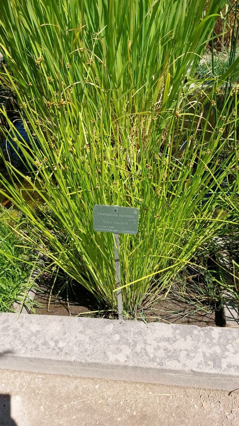 Schoenoplectus mucronatus — search result for 'Schoenoplectus'