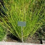 Schoenoplectus mucronatus