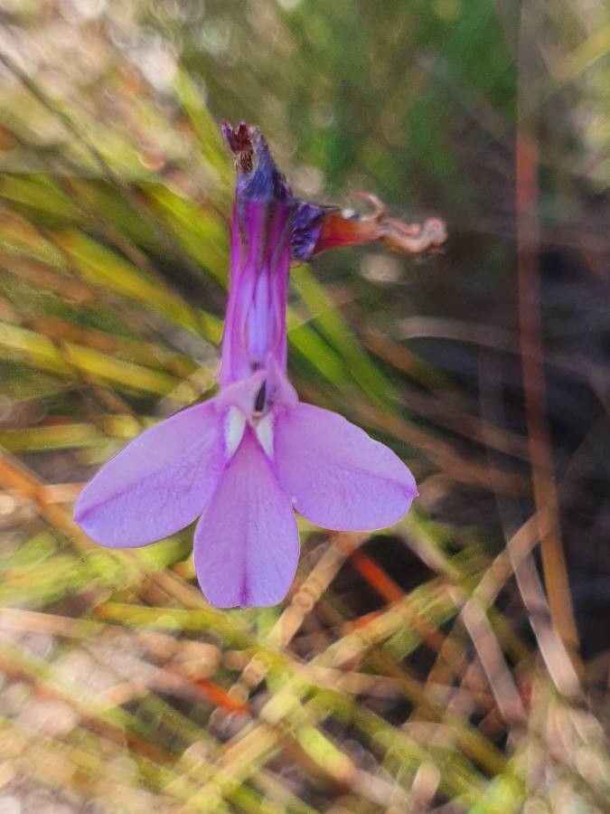 Lobelia holstii flower