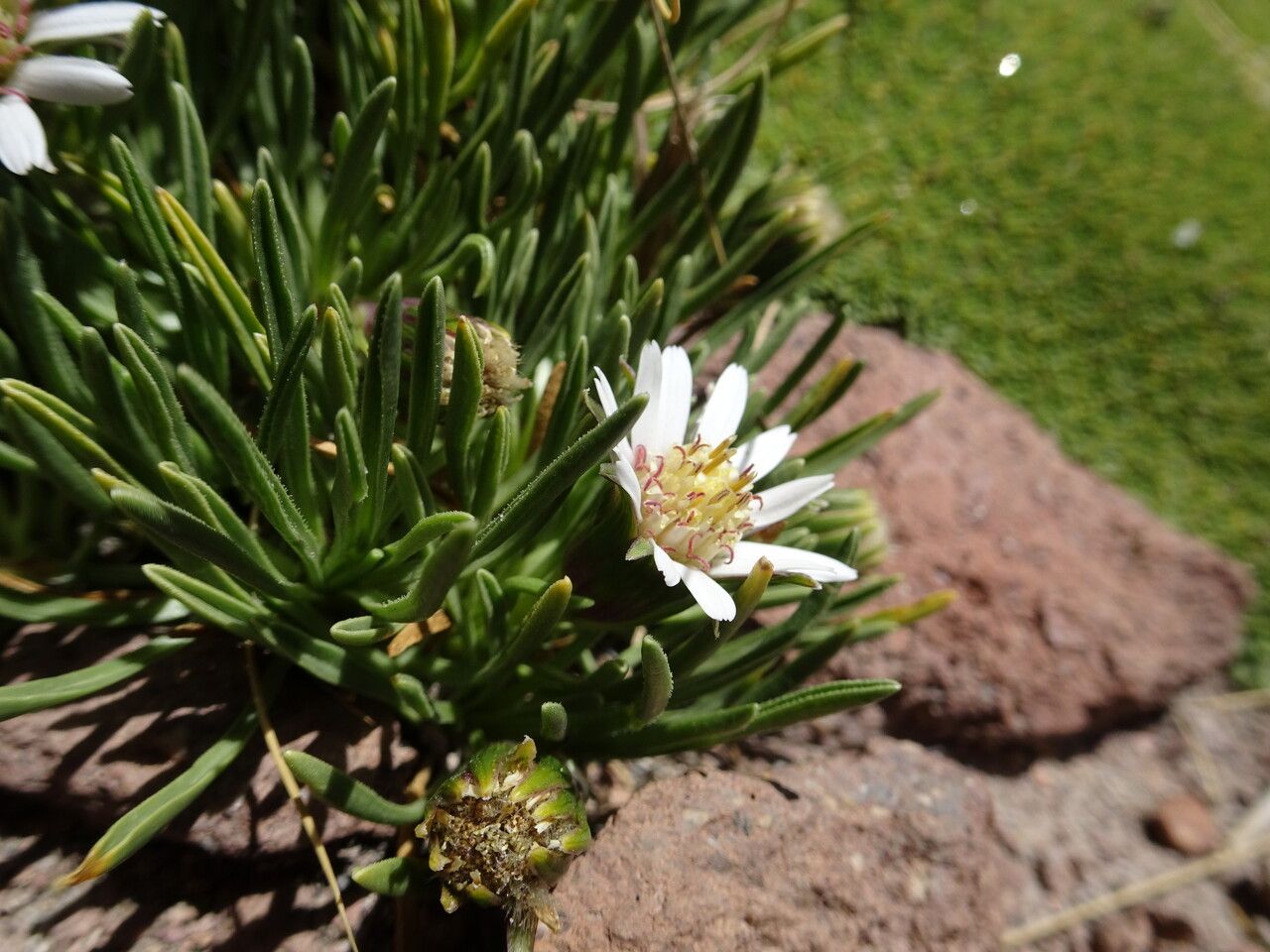 Werneria glaberrima habit