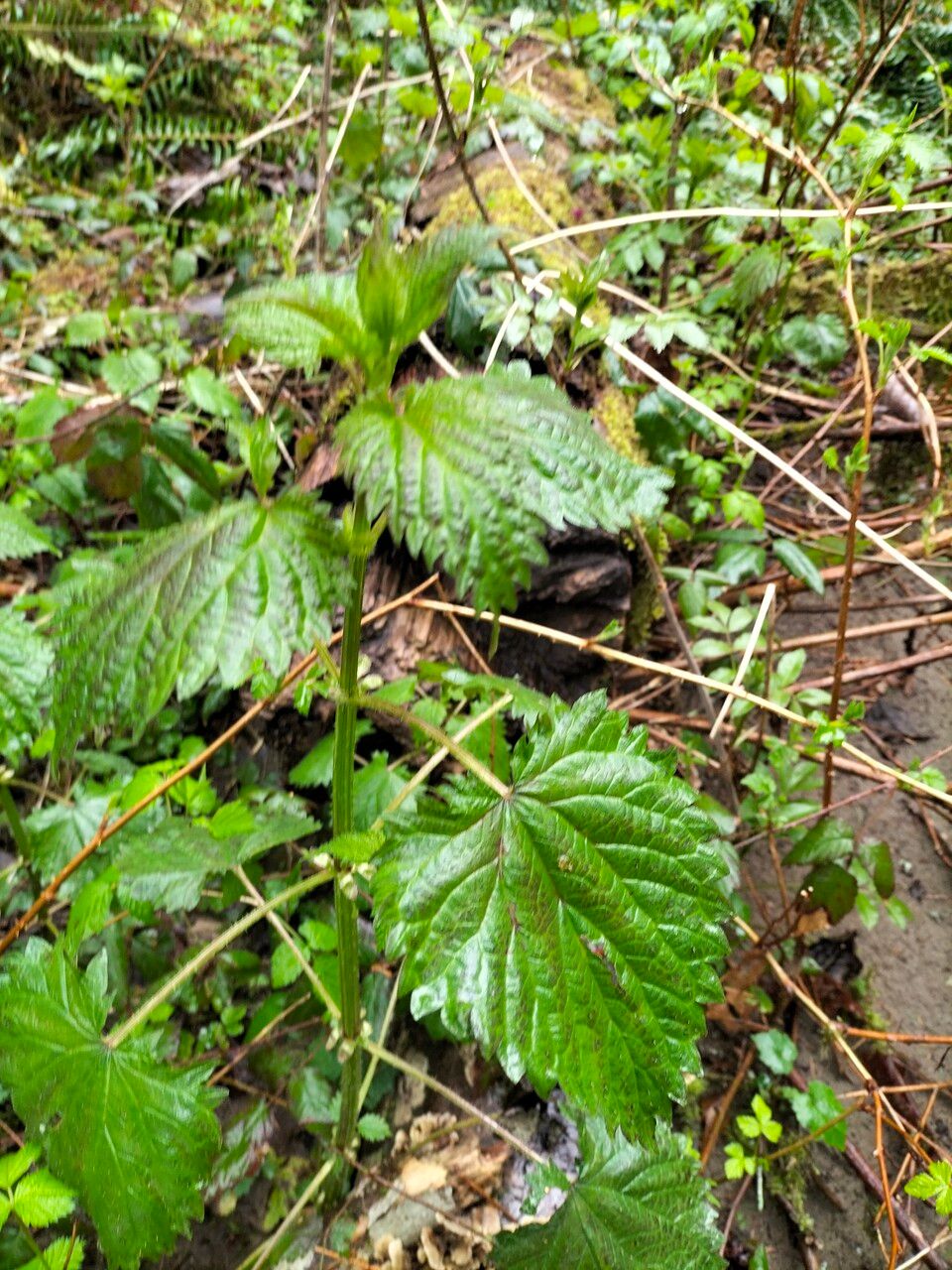 Stachys chamissonis leaf
