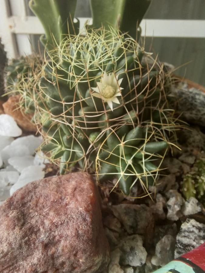 Mammillaria decipiens flower