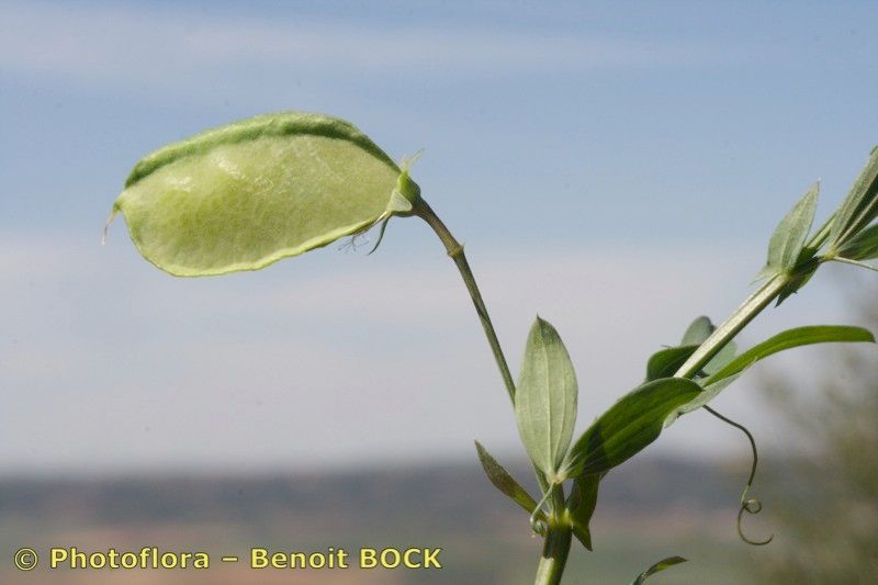 Lathyrus amphicarpos