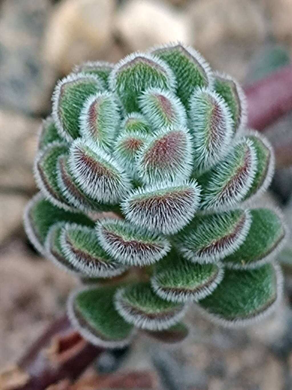 Sedum versadense leaf