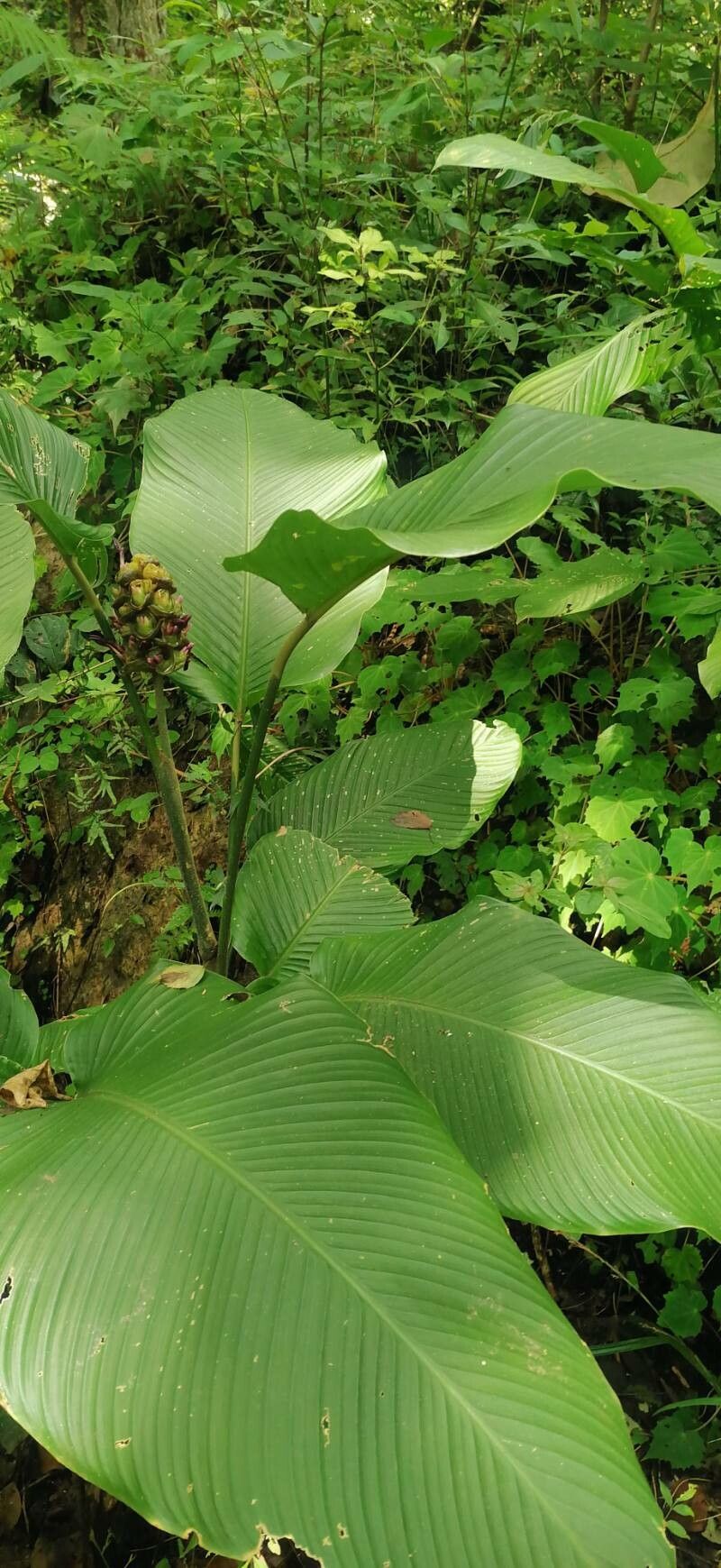 Tradescantia zanonia habit