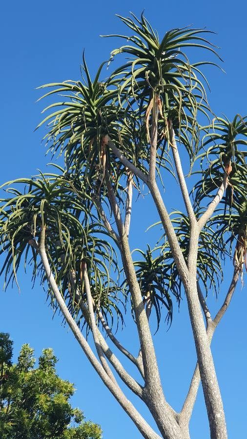 Aloidendron barberae — search result for 'Mozambique'