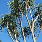 Aloidendron barberae