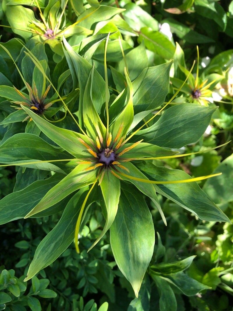 Paris polyphylla flower