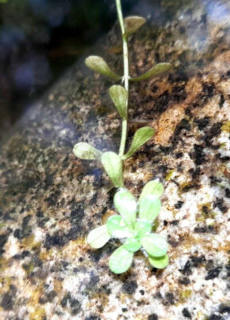 Callitriche lechleri — houseplant care guide