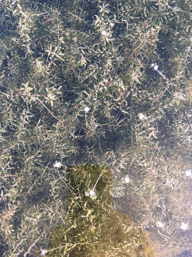 Elodea canadensis flower