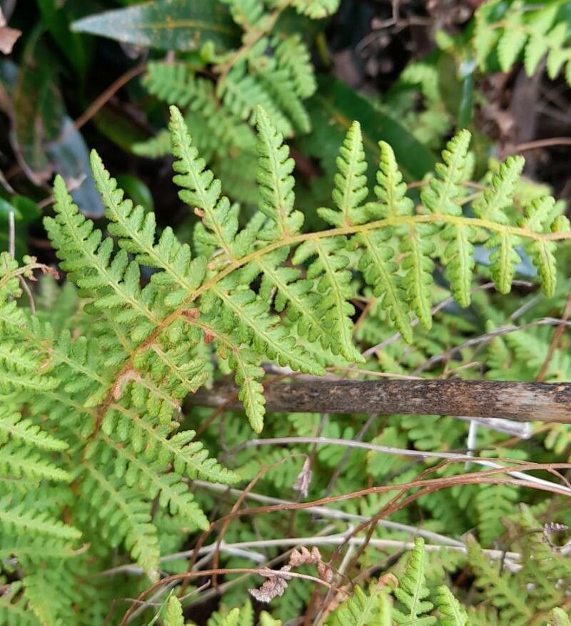 Woodsia montevidensis leaf
