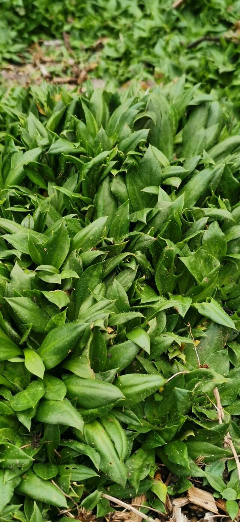 Ammobium calyceroides — related species from the same genus