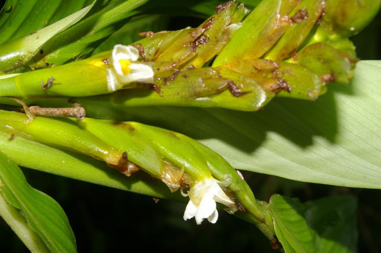 Xiphidium caeruleum fruit