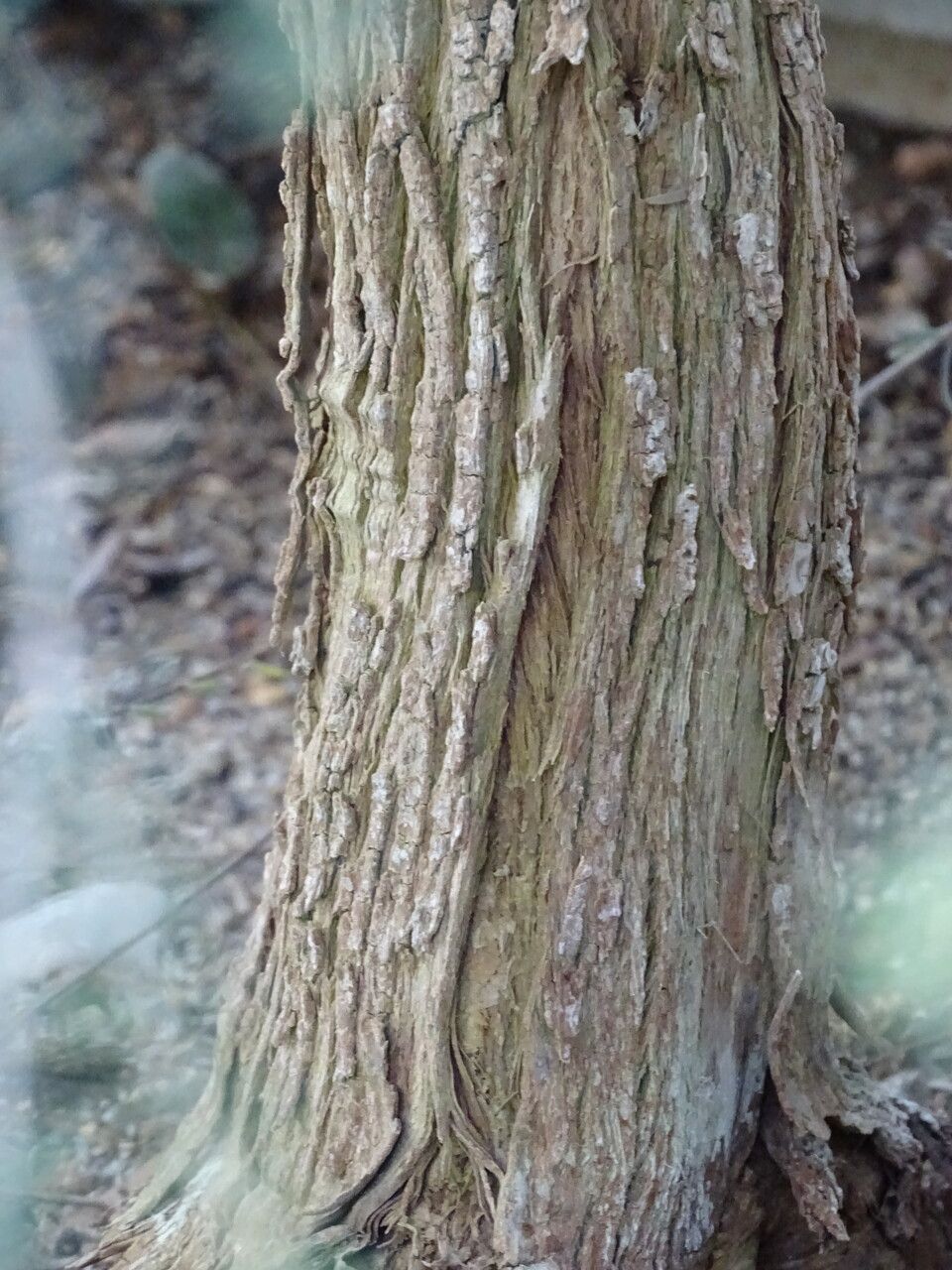 Melaleuca glaberrima bark