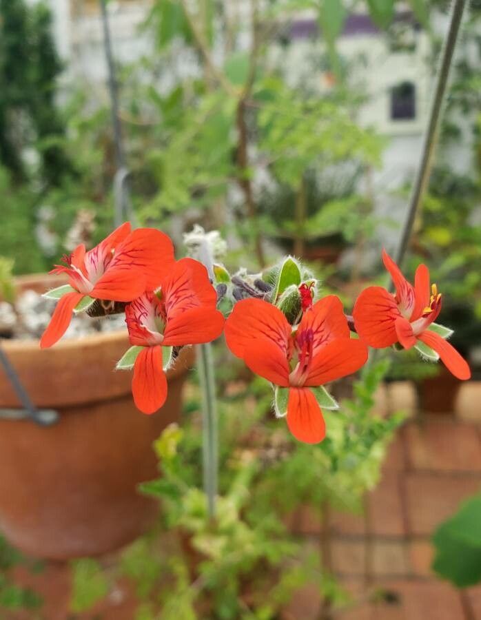 Pelargonium fulgidum flower