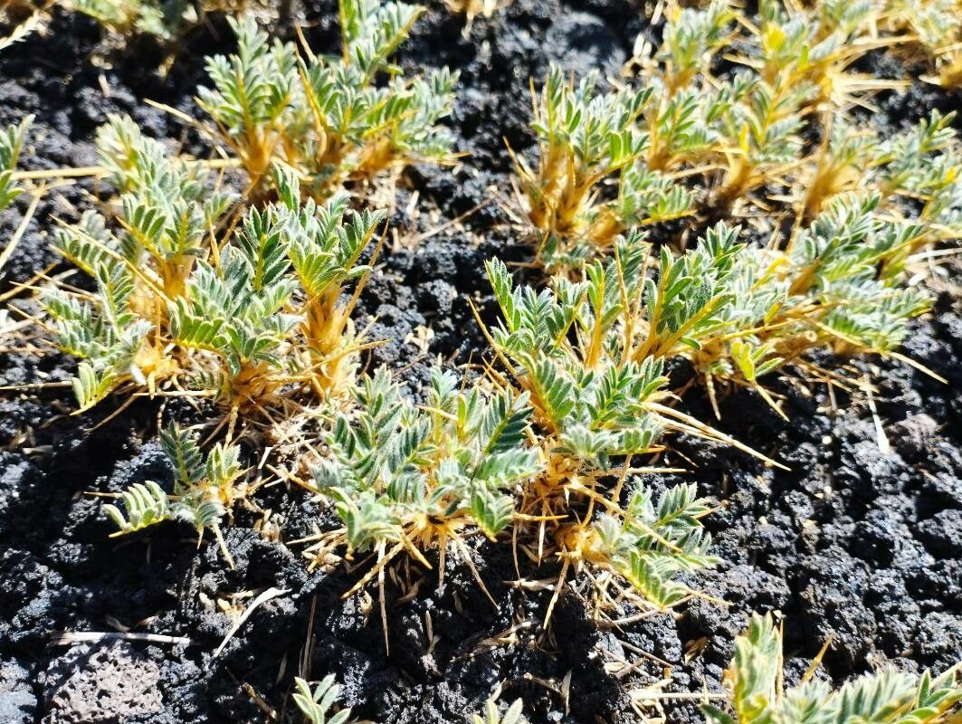 Astragalus siculus habit