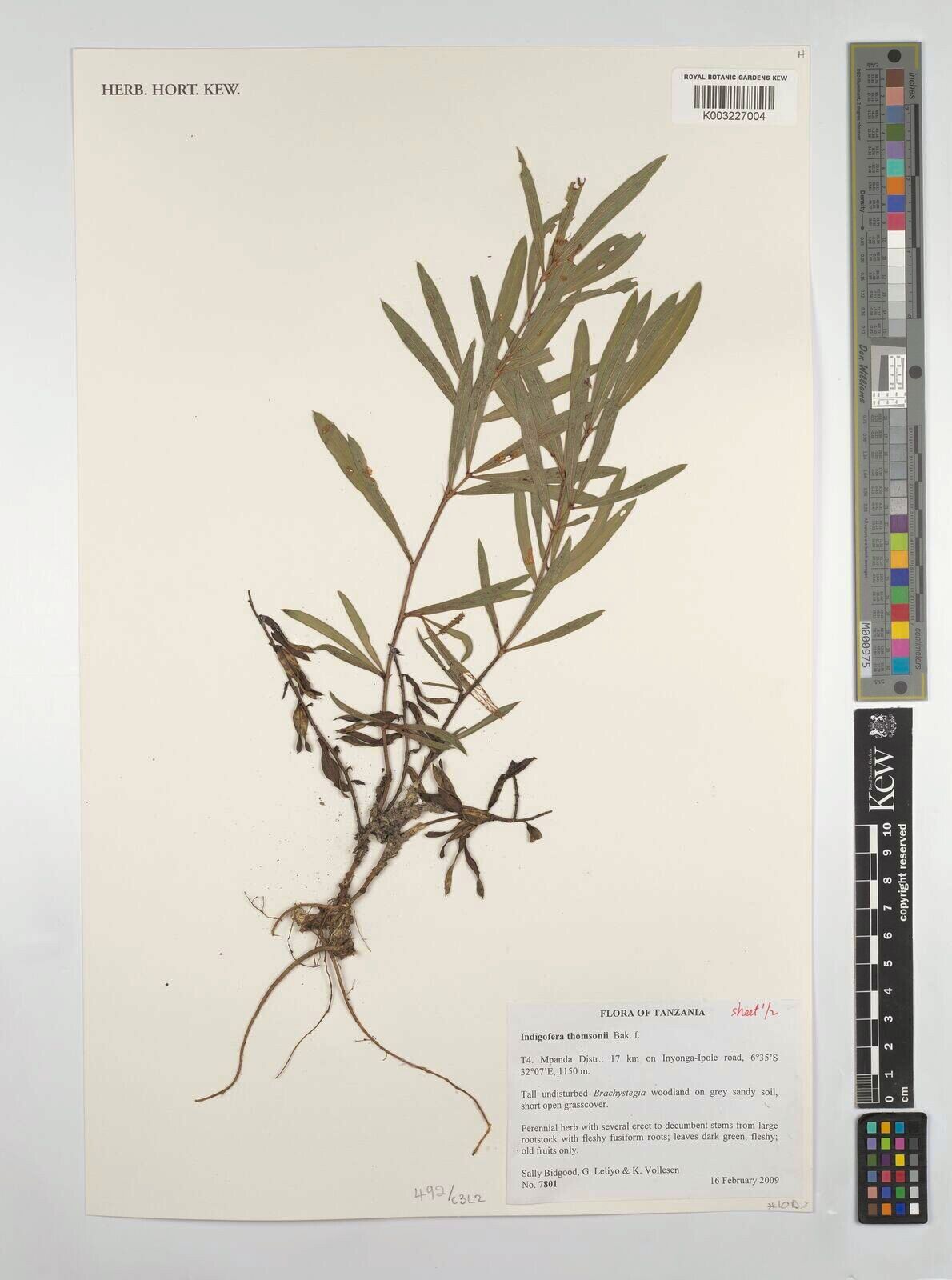 Indigofera thomsonii — houseplant care guide