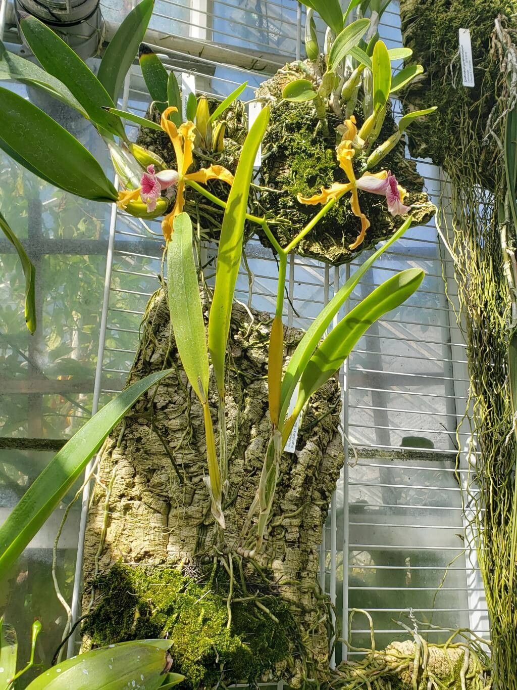 Cattleya grandis habit