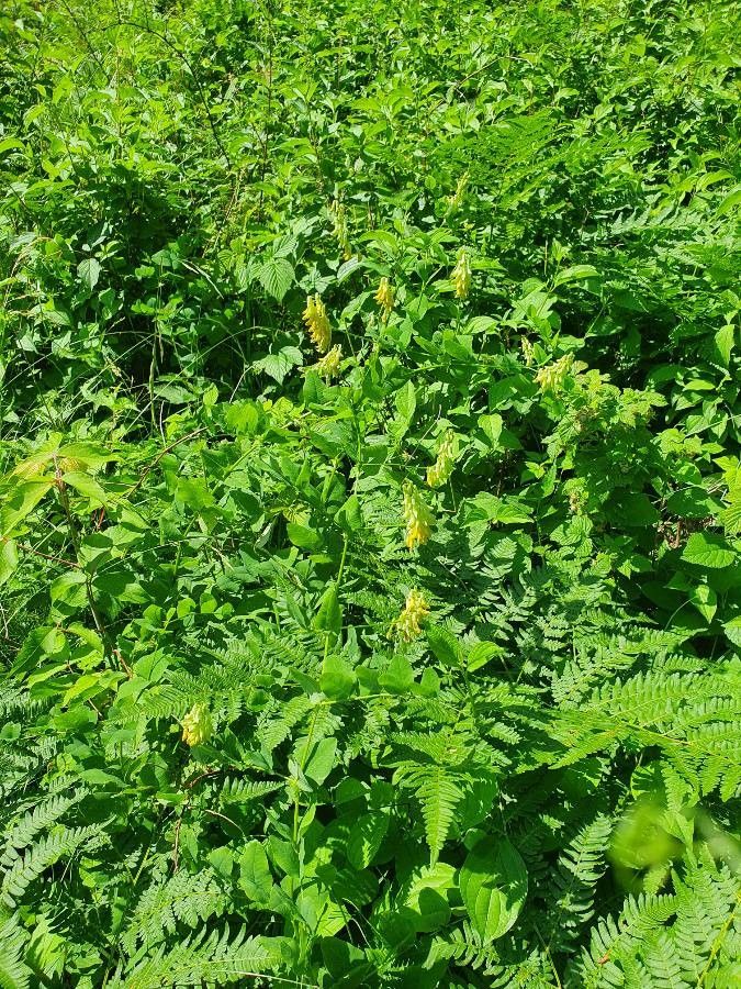Vicia pisiformis flower