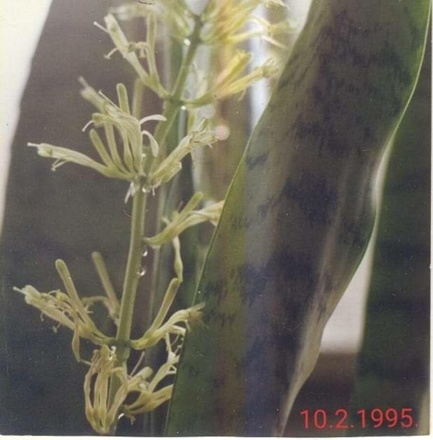Sansevieria zeylanica flower