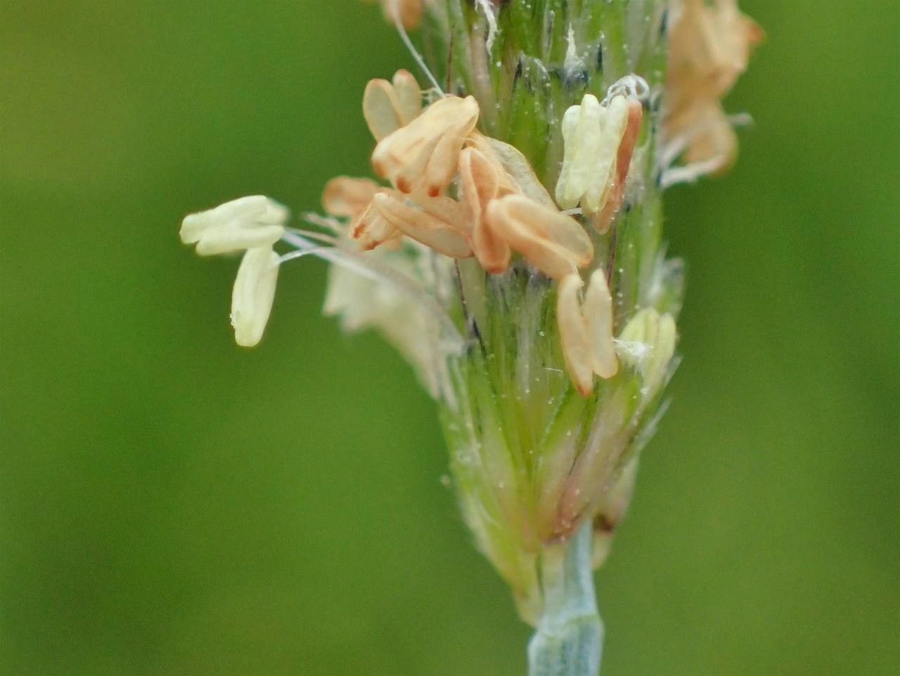 Alopecurus geniculatus flower