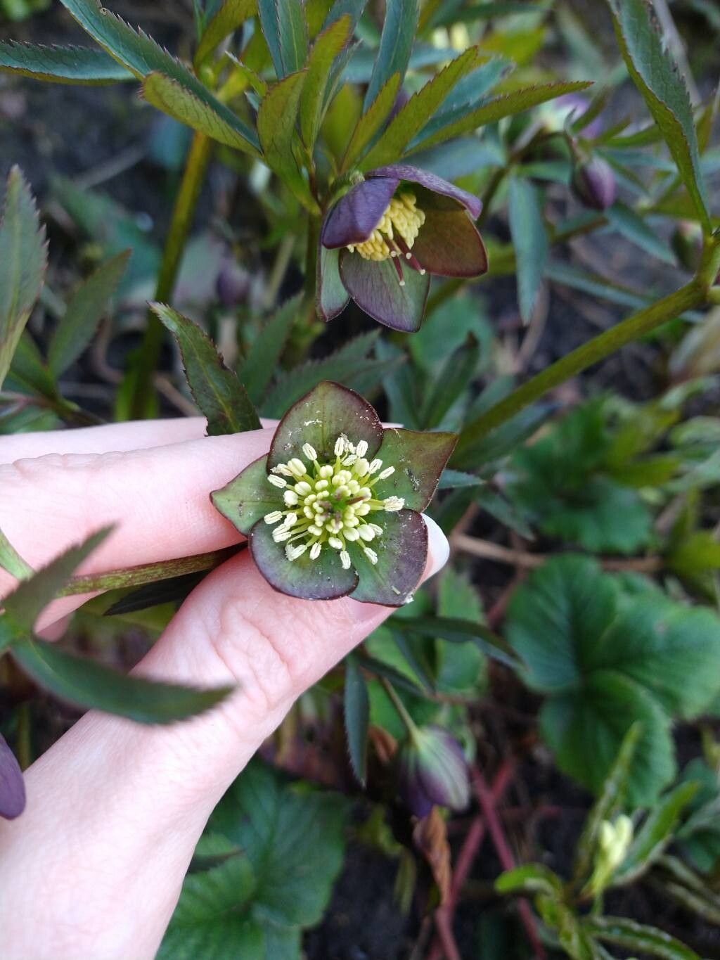 Helleborus torquatus flower