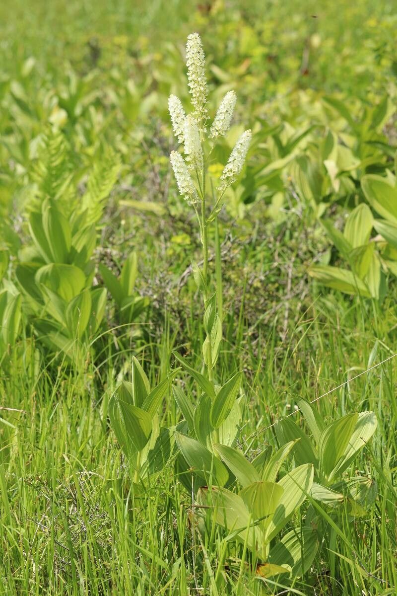 Veratrum stamineum flower