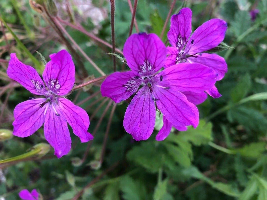 Erodium manescavi flower