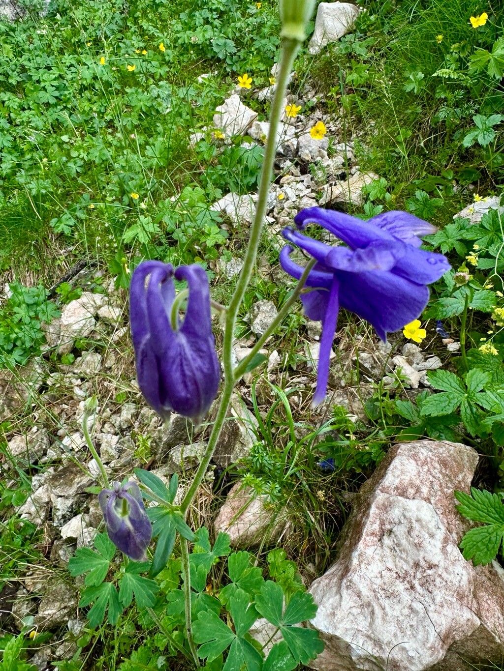 Aquilegia transsilvanica flower