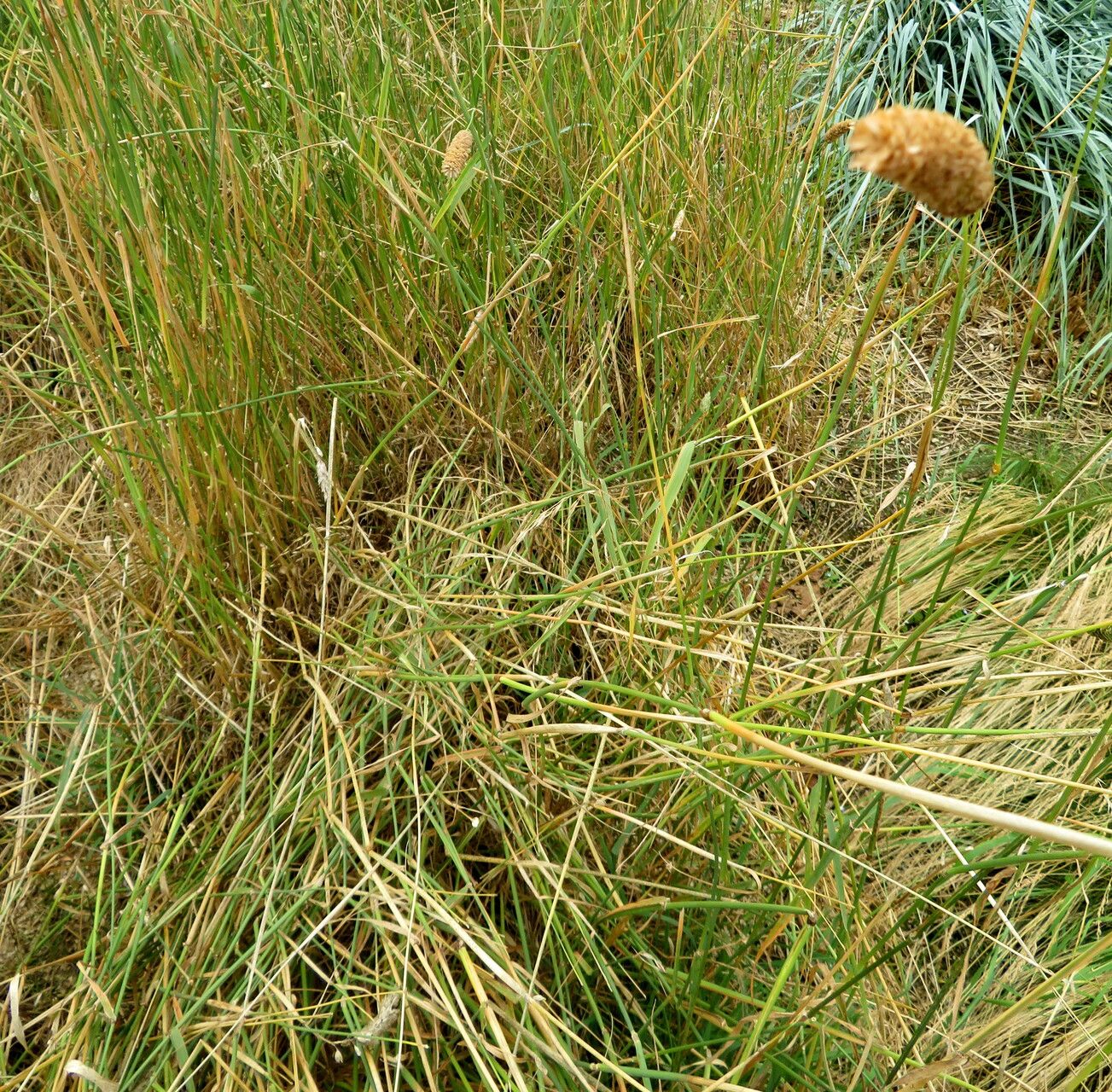 Festuca incurva — houseplant care guide