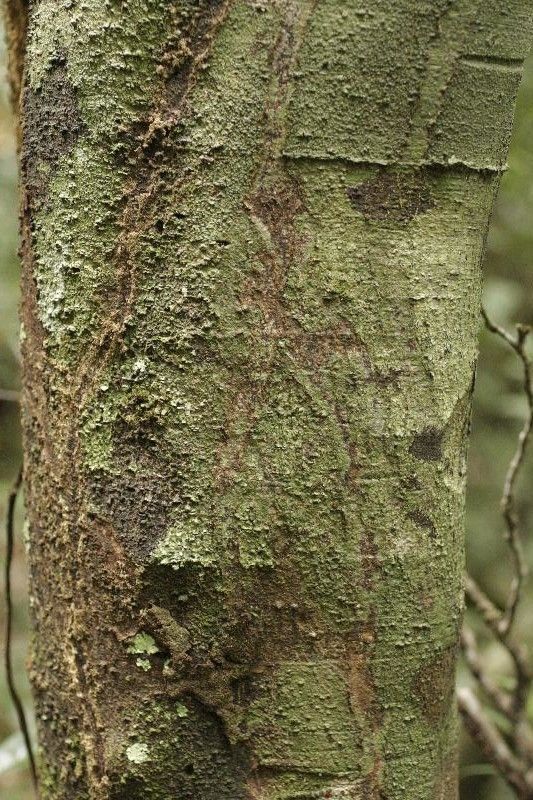 Cupania scrobiculata bark